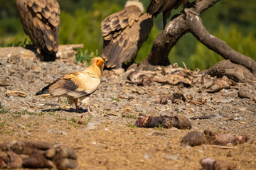 Close-up of an Egyptian Vulture (Neophron percnopterus, Alimoche Común) looking to feed on animal carcass meat