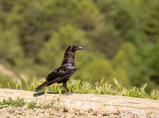 close-up of a common raven (Corvus Corax) glistening in sunshine