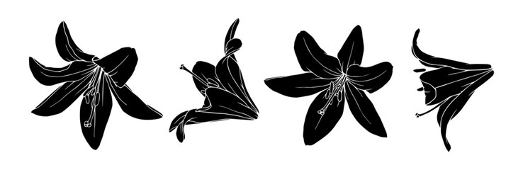 Set of botanical stamps, silhouettes of flowers and lily buds.Vector graphics.