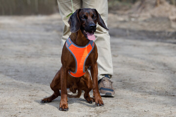 Hunting Dog in Orange Harness