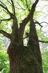 The lush forest surrounds the tree, with green leaves and branches creating a picturesque backdrop. tree trunk is sturdy and solid
