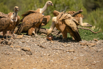 Close-up of Griffon vultures (Eurasion griffon, Gyps fulvus) feeding on animal carcass meat 