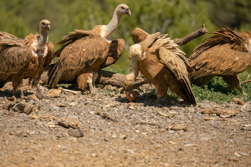 Close-up of Griffon vultures (Eurasion griffon, Gyps fulvus) feeding on animal carcass meat 