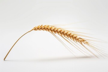 A single wheat stalk on a white background