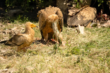 Close-up of an Egyptian Vulture (Neophron percnopterus, Alimoche Común) waiting to feed by Griffon Vultures