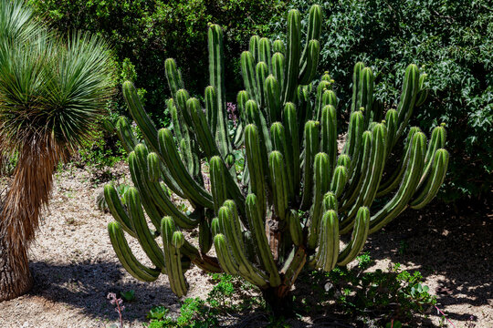 San Pedro cactus

