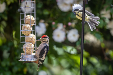 Naklejka premium A Woodpecker and Great Tit in a Sussex garden on a sunny summer's day