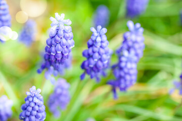 Muscari flowers in the morning spring meadow