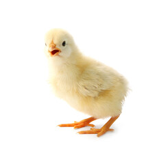 One cute chick isolated on white. Baby animal