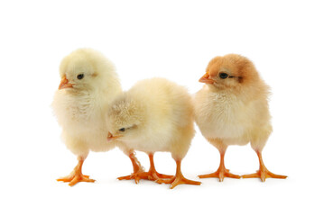 Cute chicks isolated on white. Baby animals