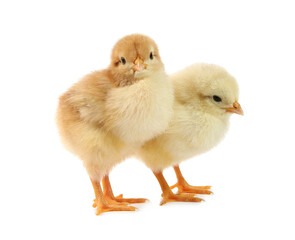 Cute chicks isolated on white. Baby animals