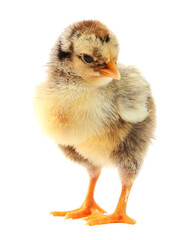 One cute chick isolated on white. Baby animal