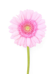 One beautiful pink gerbera flower isolated on white, top view
