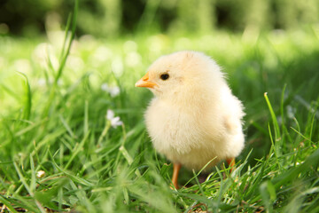 Cute chick on green grass outdoors, closeup. Baby animal