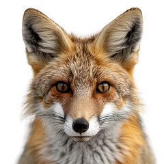 Fototapeta premium portrait of fox vulpes, PNG