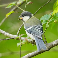 japanese tit in a forest