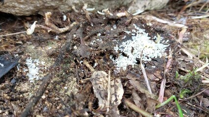 Ant colony saving its cocoons