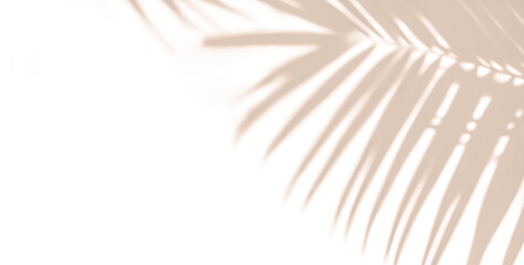 Obraz premium Abstract Tropical Palm Leaf Shadow Overlay for Summer Designs. Tropical Summer Beige Background Concept. Minimalist Design