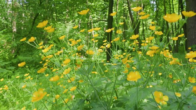 Yellow buttercup flowers and green grass against the backdrop of a summer forest.