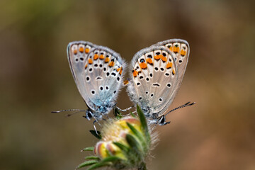 butterfly on a flower