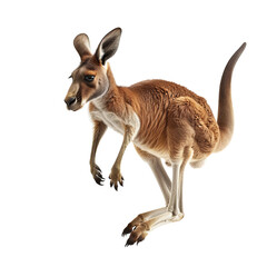 Fototapeta premium kangaroo in a white background, PNG
