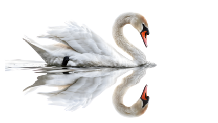 Swan sitting on water isolated on a transparent background, PNG, Ai