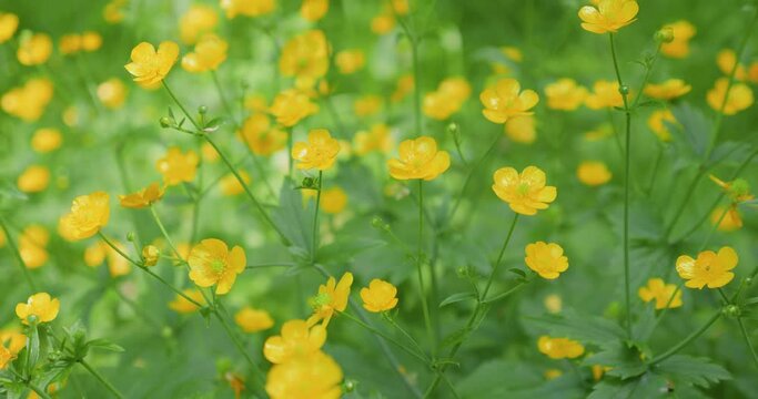 Yellow buttercup flowers and green grass on a summer meadow.