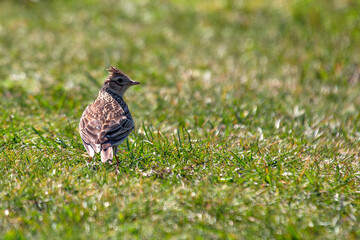Skylark (Alauda arvensis) - Commonly Found in Europe, Asia, and Northern Africa
