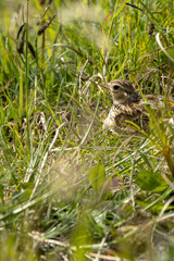 Skylark (Alauda arvensis) - Commonly Found in Europe, Asia, and Northern Africa