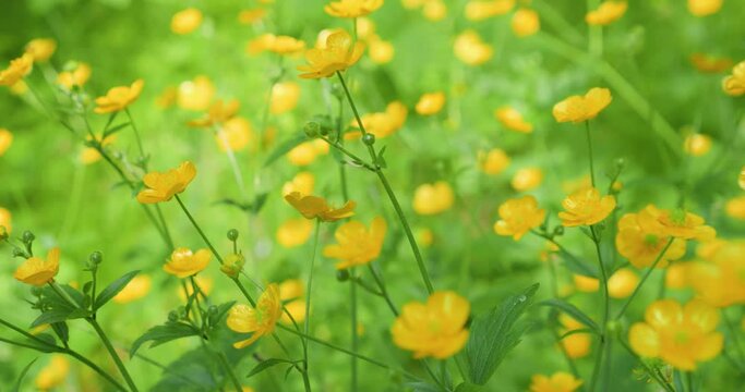 Yellow buttercup flowers and green grass on a summer meadow.