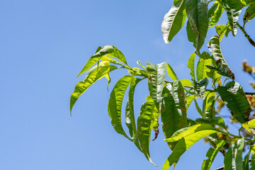 The peach (Prunus persica) is a deciduous tree first domesticated and cultivated in Zhejiang province of Eastern China.Kalalau Lookout, Kokee State Park Kauai Hawaii