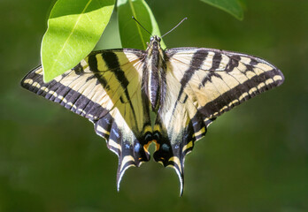 Western Tiger Swallowtail perched on tree leaves. Stevens Creek County Park, Santa Clara County, California, USA.