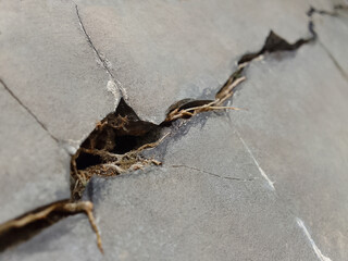 cracks on the surface of the walls of old buildings with the roots of banyan trees growing