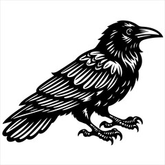 Obraz premium Crow black outline illustration.