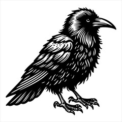 Obraz premium Crow black outline illustration.