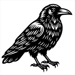 Obraz premium Crow black outline illustration.