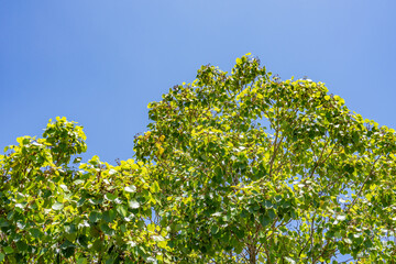 Cheirodendron platyphyllum, also known as lapalapa, is a species of flowering plant in the ginseng family, Araliaceae, that is endemic to the islands of Oʻahu and Kauaʻi in Hawaii. 