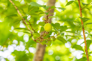 A plum is a fruit of some species in Prunus subg. Prunus. Prunus is a genus of trees and shrubs in the flowering plant family Rosaceae, Kalalau Lookout, Kokee State Park Kauai Hawaii plant