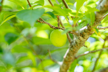 A plum is a fruit of some species in Prunus subg. Prunus. Prunus is a genus of trees and shrubs in the flowering plant family Rosaceae, Kalalau Lookout, Kokee State Park Kauai Hawaii plant