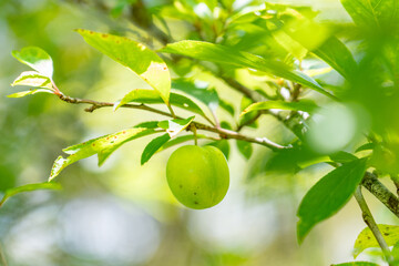 A plum is a fruit of some species in Prunus subg. Prunus. Prunus is a genus of trees and shrubs in the flowering plant family Rosaceae, Kalalau Lookout, Kokee State Park Kauai Hawaii plant