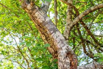 A plum is a fruit of some species in Prunus subg. Prunus. Prunus is a genus of trees and shrubs in the flowering plant family Rosaceae, Kalalau Lookout, Kokee State Park Kauai Hawaii plant