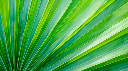Obraz premium A green leaf with a green stem