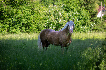 Horse in a long grass field, Image shows a Section D Welsh cob palomino stallion in a long grass...