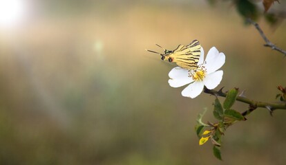 Wild butterfly on fresh flowers in field