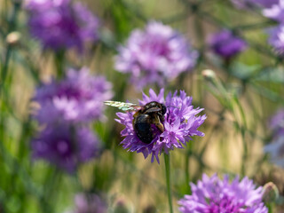 紫色のヤグルマギクと蜂