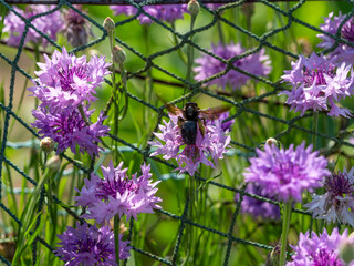 紫色のヤグルマギクと蜂