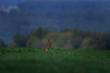 On the meadow is sitting european hare. Hare is sitting on the grassland. Spring time in wildlife europe. 
