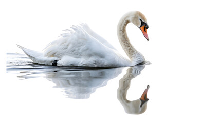 Obraz premium Swan sitting on water isolated on a transparent background, PNG, Ai