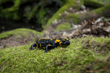 Fire salamander near the pool. Salamander in nature habitat. Wildlife in Europe.