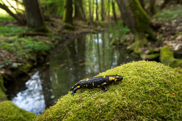 Fire salamander near the pool. Salamander in nature habitat. Wildlife in Europe.